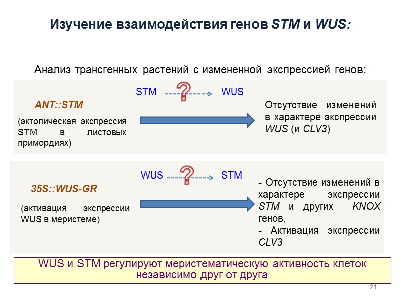 21 Изучение взаимодействия генов STM и WUS: Анализ трансгенных растений с измененной экспрессией генов:
